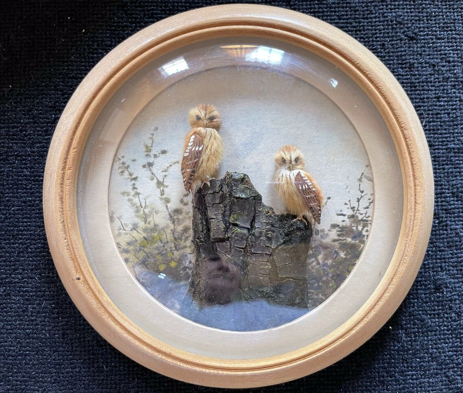 Tawny Owls (Version 3) (5-inch)